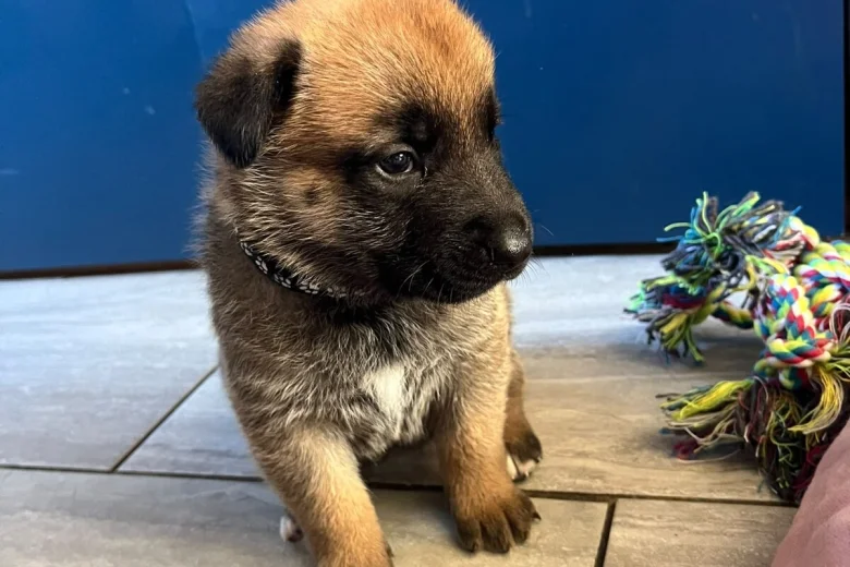 German Shepherd (Alsatian)