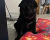 German Shepherd (Alsatian)