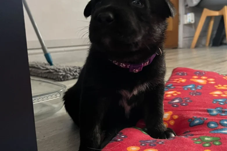 German Shepherd (Alsatian)