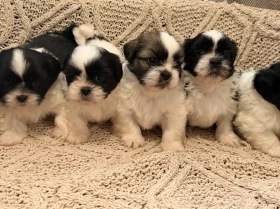 Shih Tzu