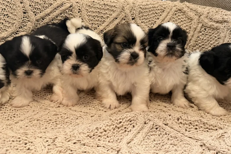 Shih Tzu