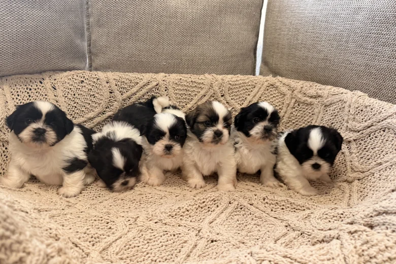 Shih Tzu