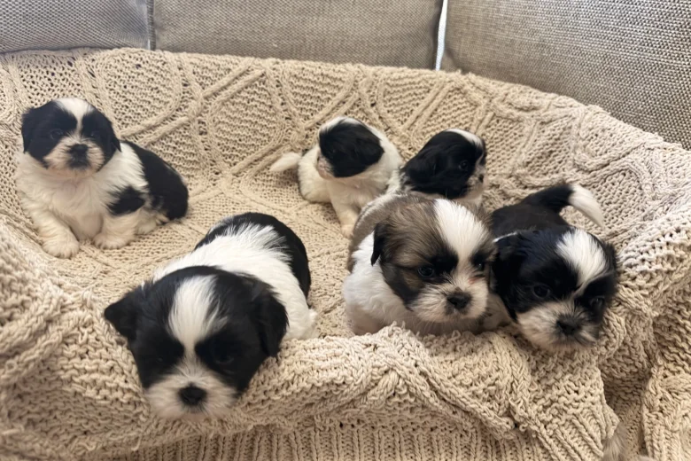 Shih Tzu