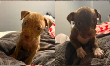 Mixed Breed
