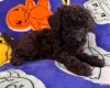 Toy Poodle