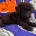 Toy Poodle