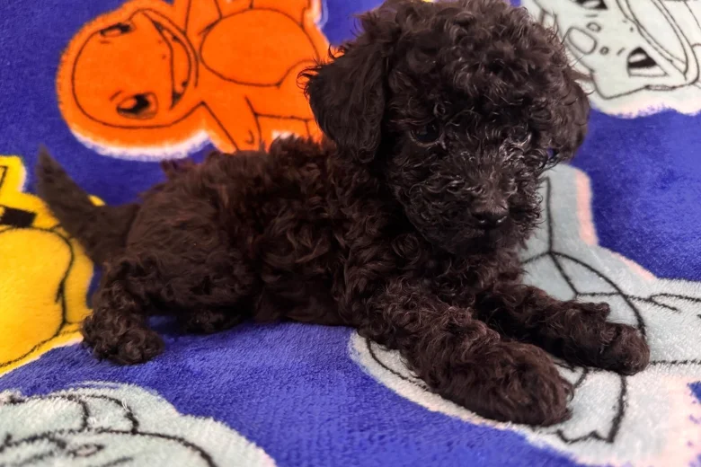 Toy Poodle