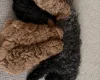 Toy Poodle