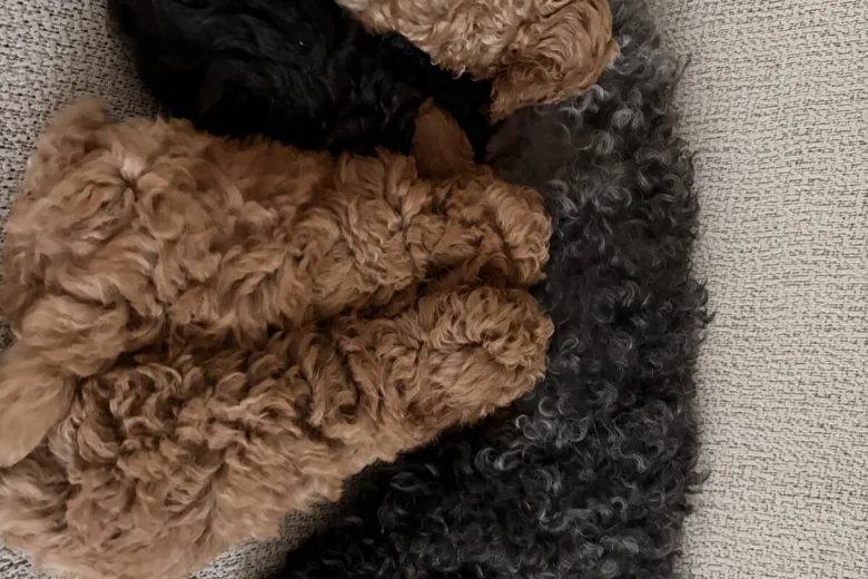 Toy Poodle