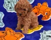 Toy Poodle
