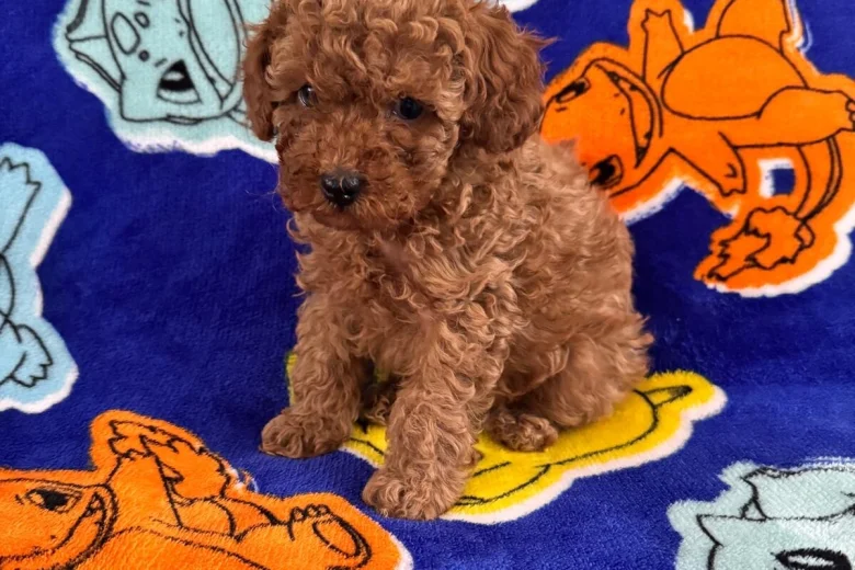 Toy Poodle