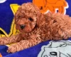 Toy Poodle
