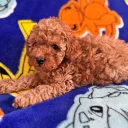 Toy Poodle