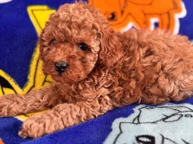 Toy Poodle