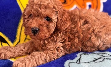Toy Poodle