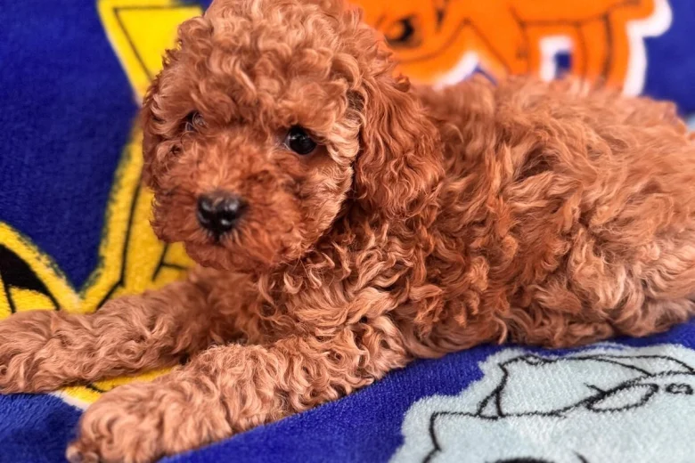 Toy Poodle