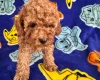Toy Poodle