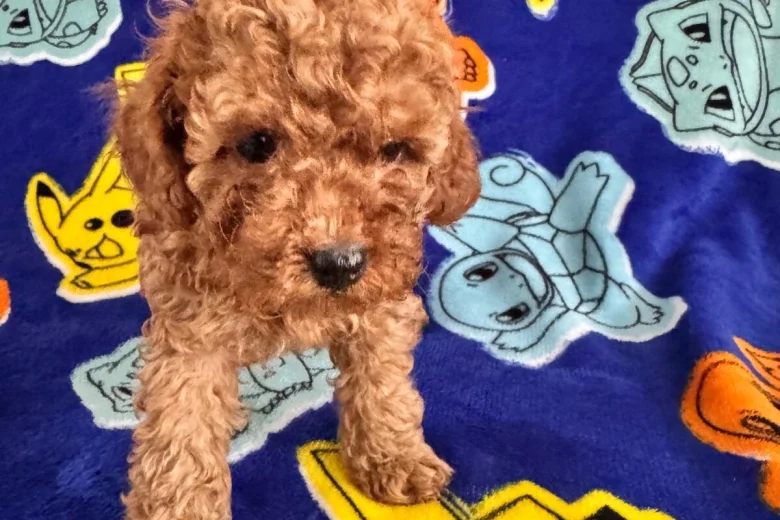 Toy Poodle