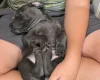 Weimaraner