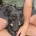 Weimaraner