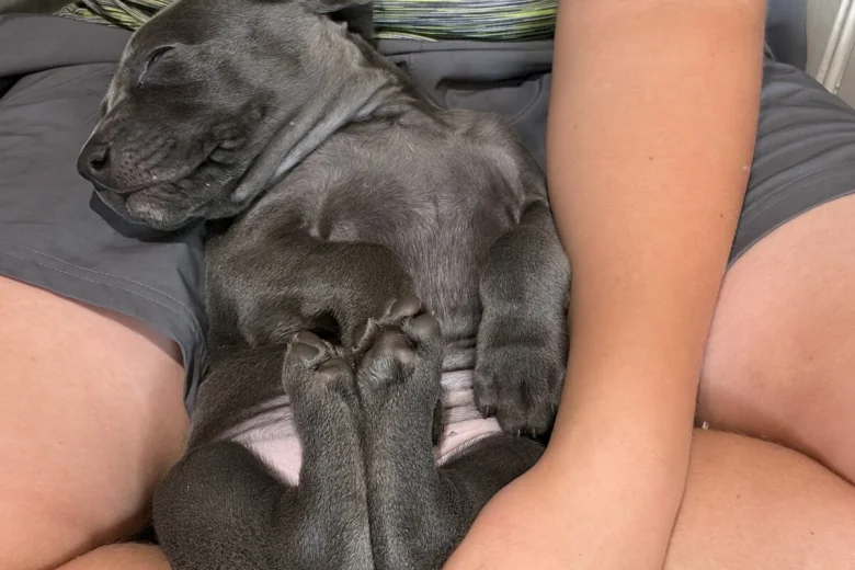 Weimaraner