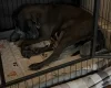 Weimaraner