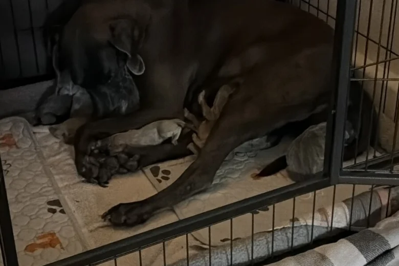 Weimaraner