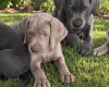 Weimaraner