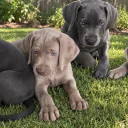 Weimaraner