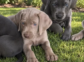 Weimaraner