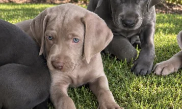 Weimaraner