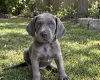 Weimaraner
