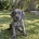 Weimaraner