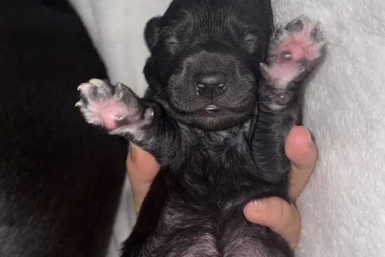Mixed Breed
