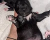 Mixed Breed