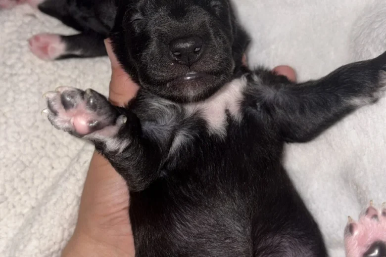 Mixed Breed