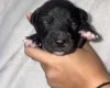 Mixed Breed