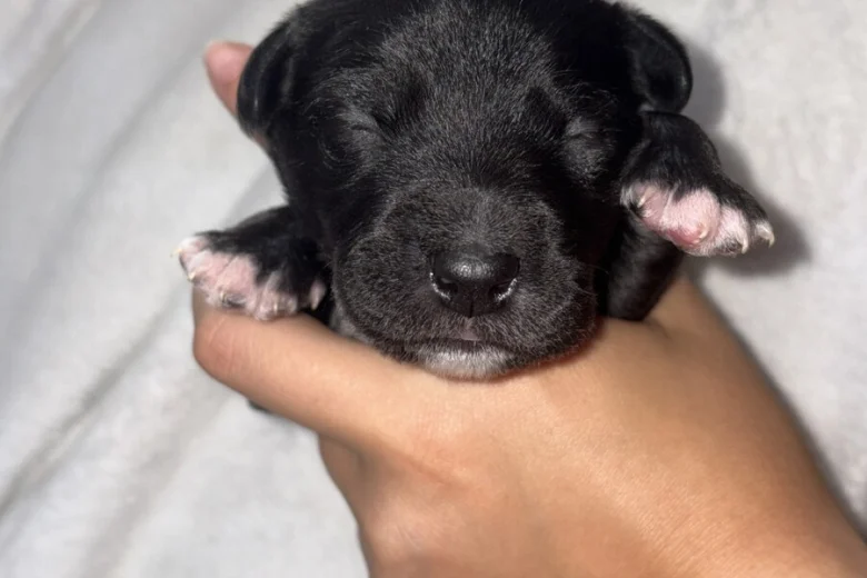 Mixed Breed