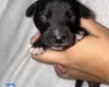 Mixed Breed