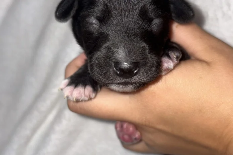 Mixed Breed