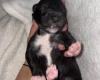Mixed Breed