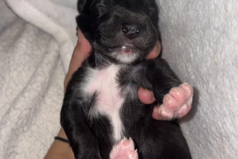 Mixed Breed