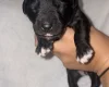 Mixed Breed