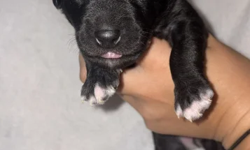 Mixed Breed