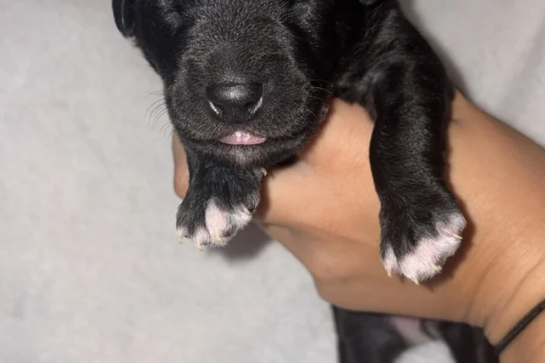 Mixed Breed