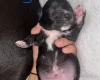 Mixed Breed