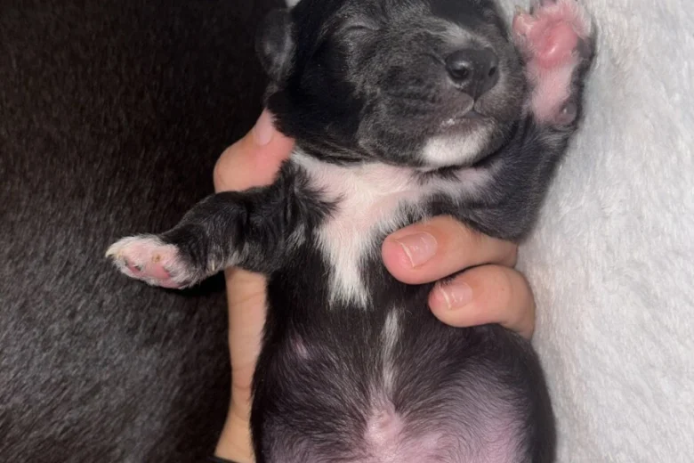 Mixed Breed