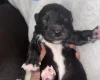Mixed Breed