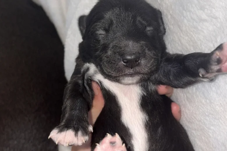 Mixed Breed