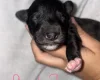 Mixed Breed